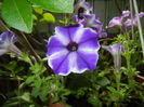Petunia (2016, June 12)