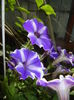 Petunia (2016, June 12)