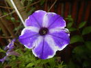 Petunia (2016, June 17)