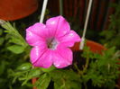 Pink Petunia (2016, June 17)