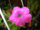 Pink Petunia (2016, June 17)