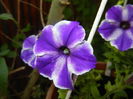 Petunia (2016, June 17)