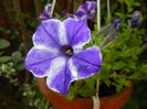 Petunia (2016, June 17)