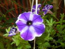 Petunia (2016, June 18)