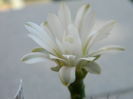 DSCN7775