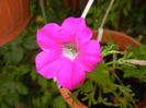 Pink Petunia (2016, June 20)
