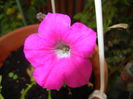 Pink Petunia (2016, June 20)