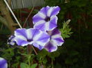 Petunia (2016, July 02)