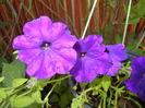 Purple Petunia (2016, July 02)