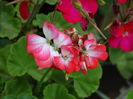 DSC09299