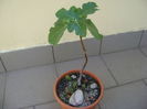 Ficus carica (smochin)