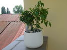 Ficus ginseng & Ficus plangator (Weeping fig)