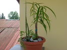 Ficus cv Alii & Sansevieria cylindrica & Davallia (Feriga labuta de iepure)