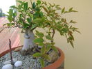 Ficus ginseng & Nandina domestica nana