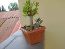 Euphorbia umbellata (Synadenium grantii) & suculente