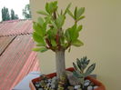 Euphorbia umbellata & suculente
