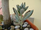 Kalanchoe tomentosa