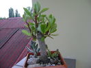 Euphorbia umbellata & suculente