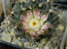 DSCN7894