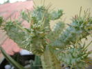 Euphorbia mammillaris f. variegata