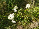 hydrangea Vanille Fraise