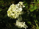 hydrangea Vanille Fraise