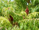 rhus typhina