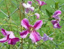 clematis Krakowiak