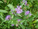 centaurea jacea