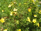 potentilla Goldfinger