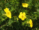 potentilla Goldfinger