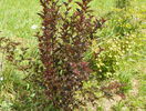 physocarpus Red Baron