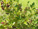 aronia Viking