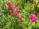 Super Excelsa