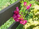 Super Excelsa