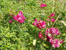 Super Excelsa