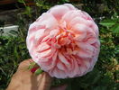 Abraham Darby