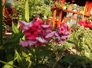 Phlox Tequila Sunrise