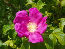 rosa rugosa