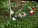 si Platycodon grandiflora Astra White