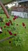 WP_20160721_21_22_39_Pro