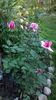 WP_20160724_026