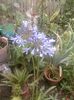 105-crin agapanthus