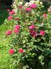 Soffy's rose