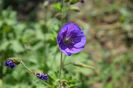 Geranium Himalaiensis