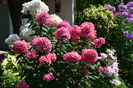 Phlox in Perennial garden