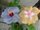 033