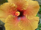 tahitian gabonaise