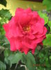 Picture 6567