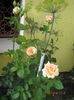 Picture 6570